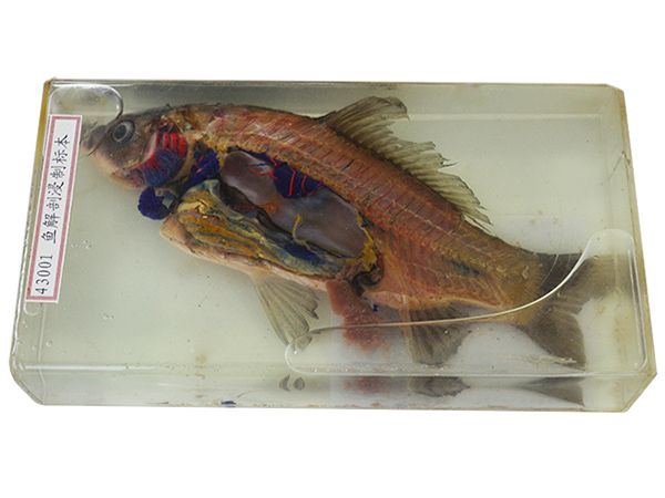 魚解剖浸制標本