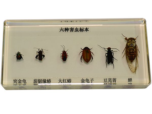 昆蟲(chóng)標(biāo)本