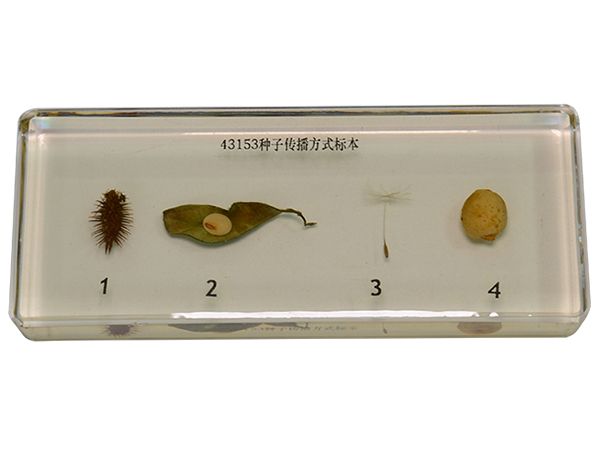 植物種子傳播方式標本
